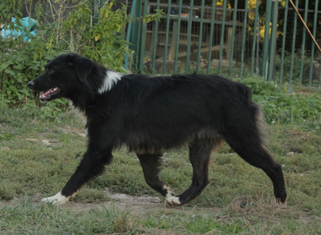 Very sweety black frog Du Domaine Du Clos Australien