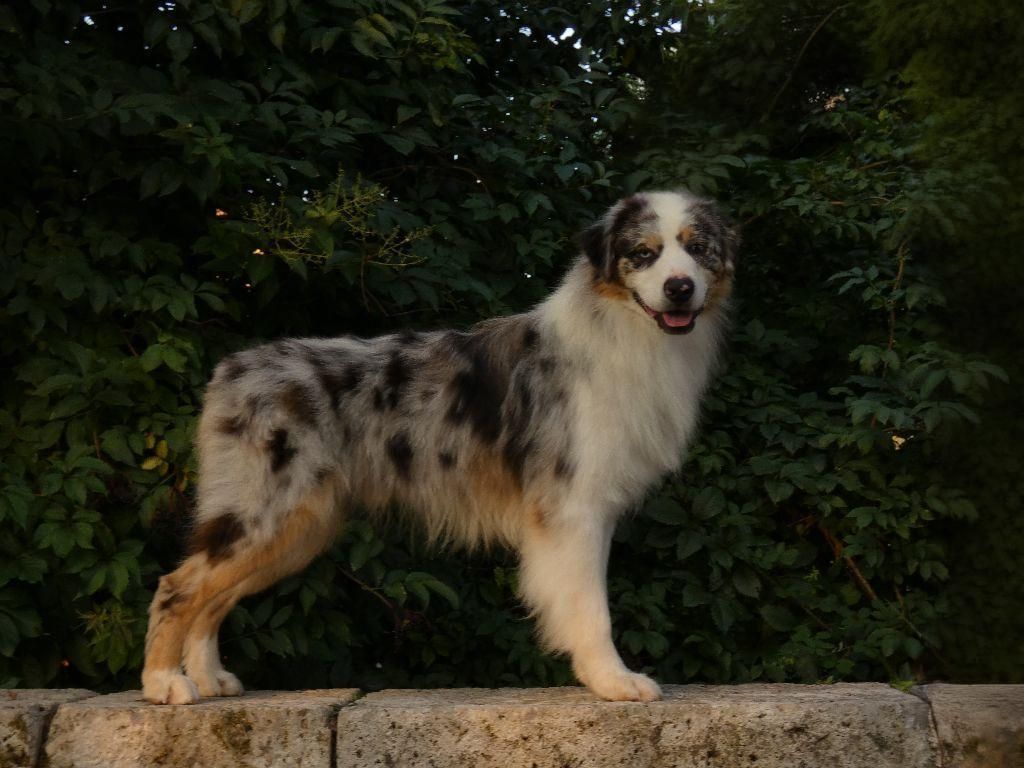 Publication : Du Domaine Du Clos Australien Auteur : Du Domaine Du Clos Australien