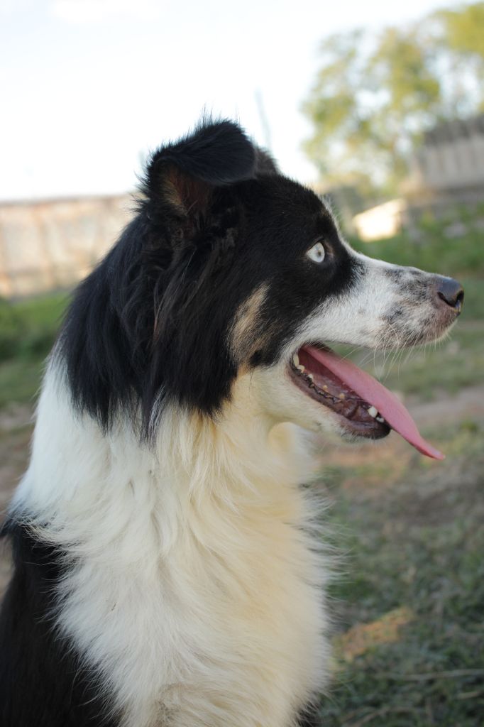 Unita precious girl Du Domaine Du Clos Australien