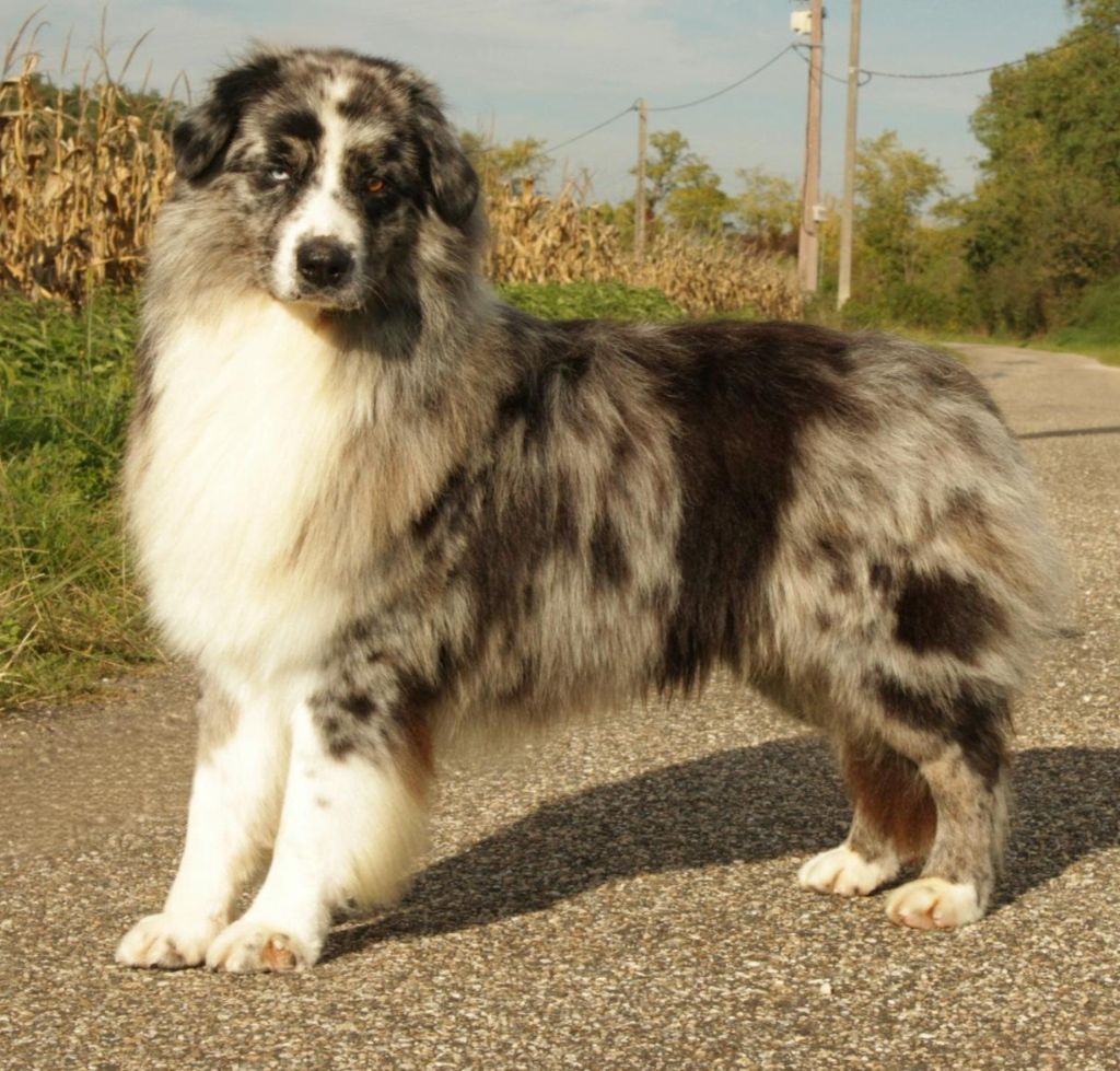 Thorgal (Sans Affixe)