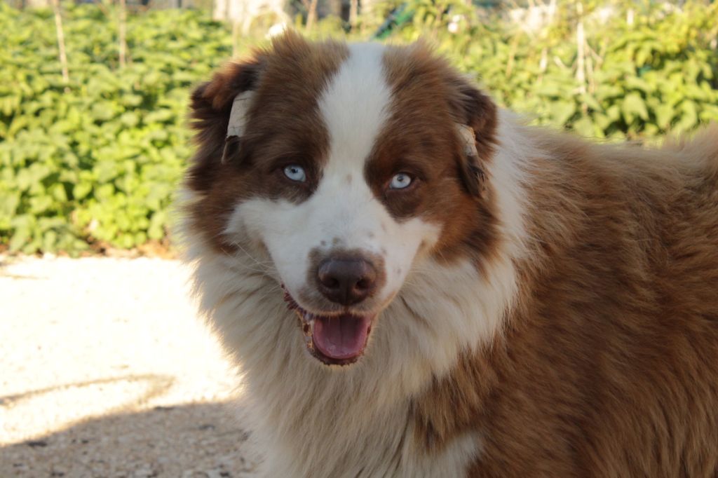 United states endji Of The Nice Sheperd