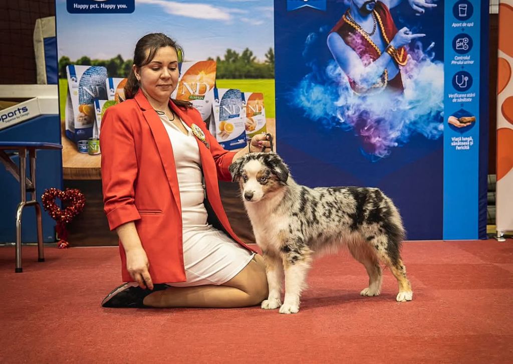 Publication : Du Domaine Du Clos Australien Auteur : Sweet Word kennel