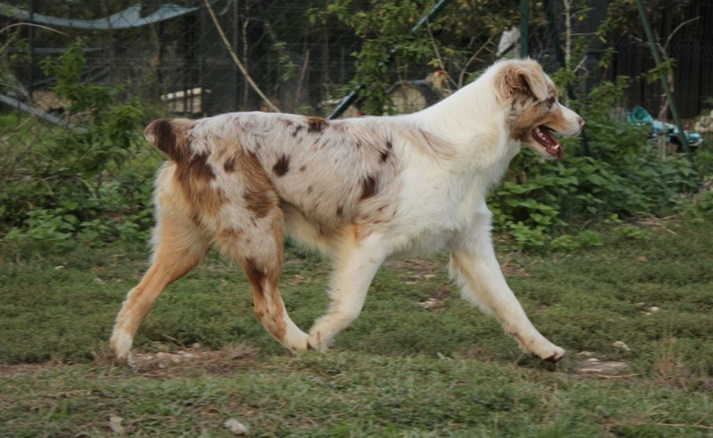 Tortipousse cheyenne Du Domaine Du Clos Australien