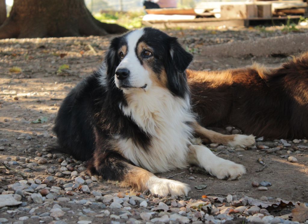 Jewel black pearl of Piek'Shawi