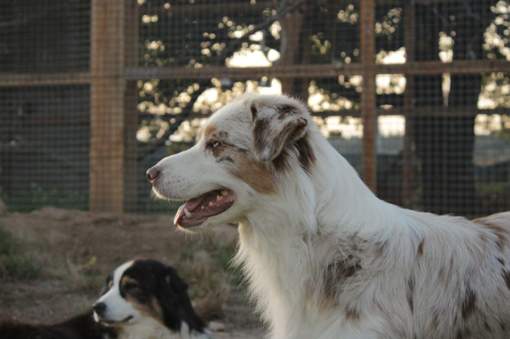 Tortipousse cheyenne Du Domaine Du Clos Australien