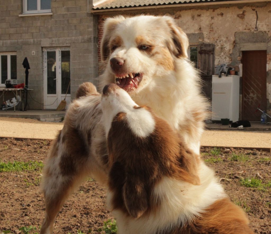 Tortipousse cheyenne Du Domaine Du Clos Australien