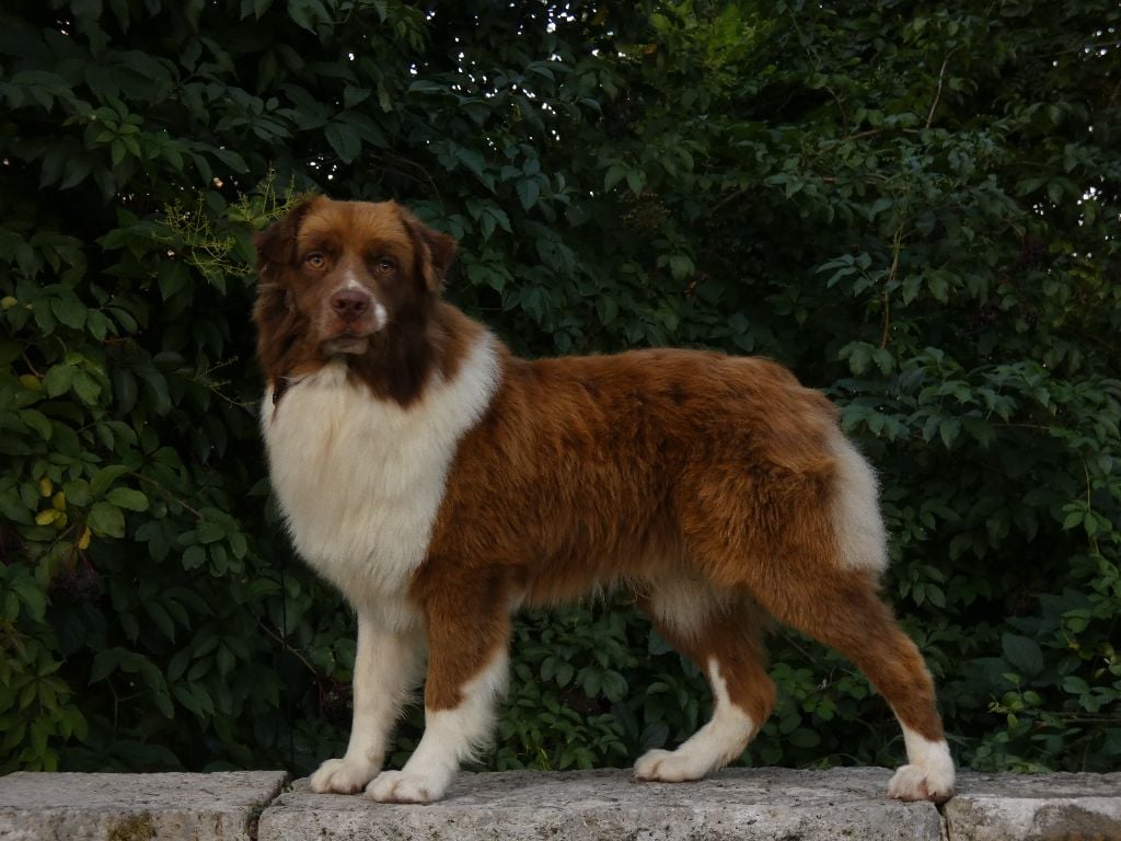 Voyou des Chemins d'Iris