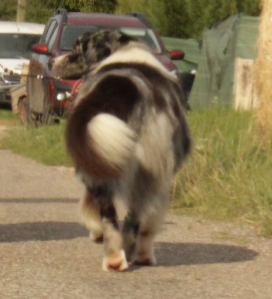 Thorgal (Sans Affixe)