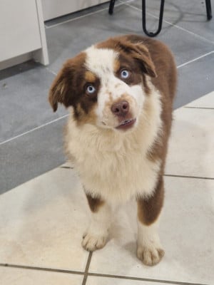 Du Domaine Du Clos Australien