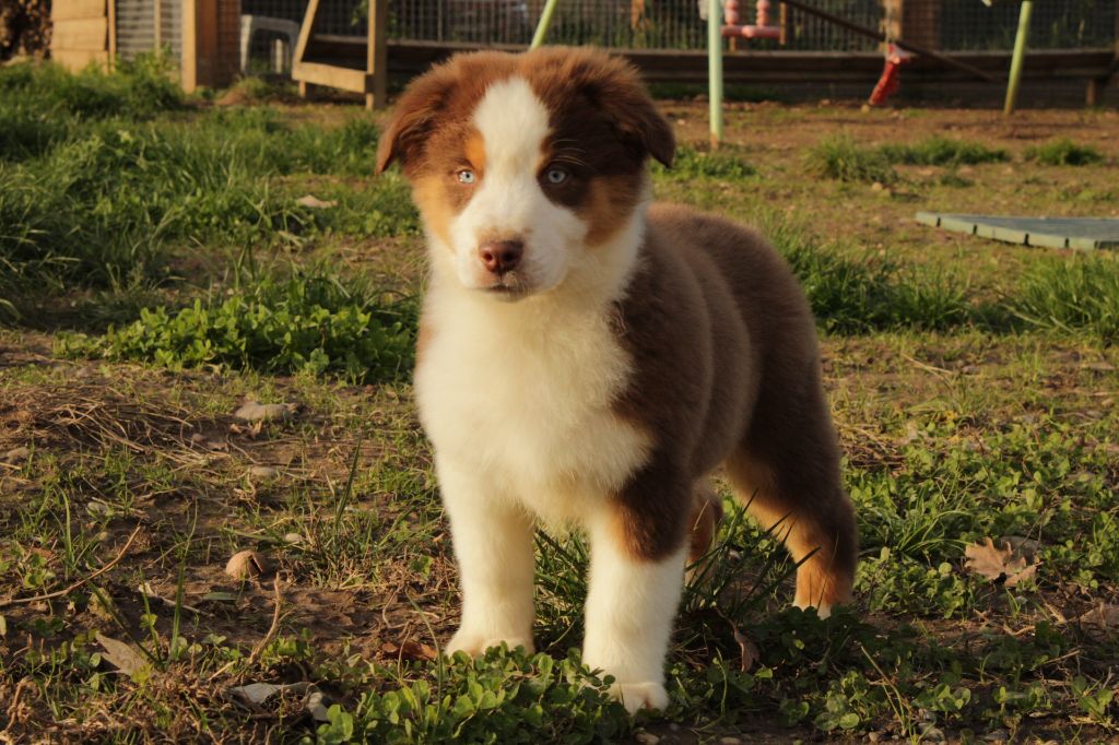 Berger Australien - Du Domaine Du Clos Australien