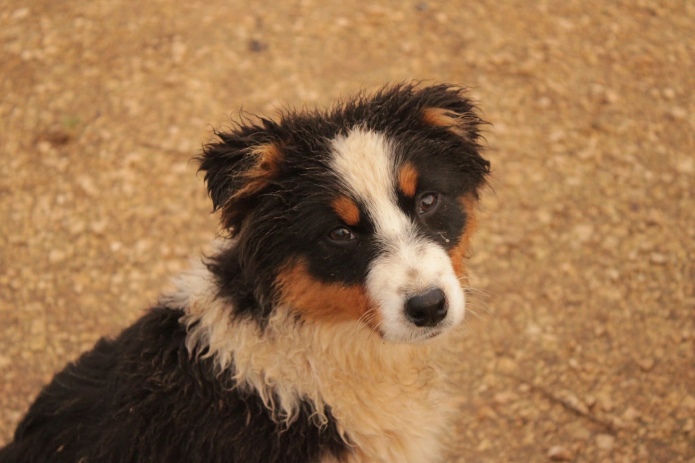 Berger Australien - Du Domaine Du Clos Australien