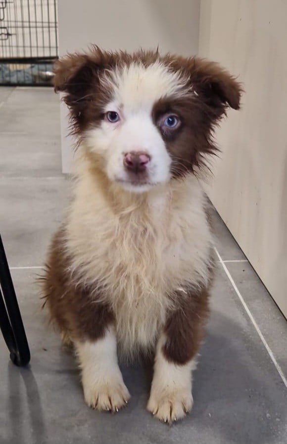 Avatar's tsireya - Berger Australien