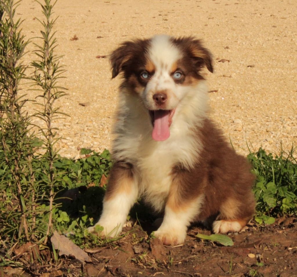 Berger Américain Miniature  - Du Domaine Du Clos Australien