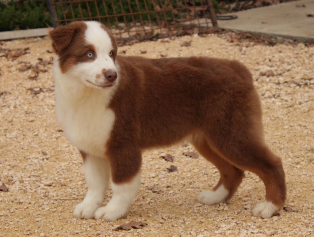 A native american mohaves