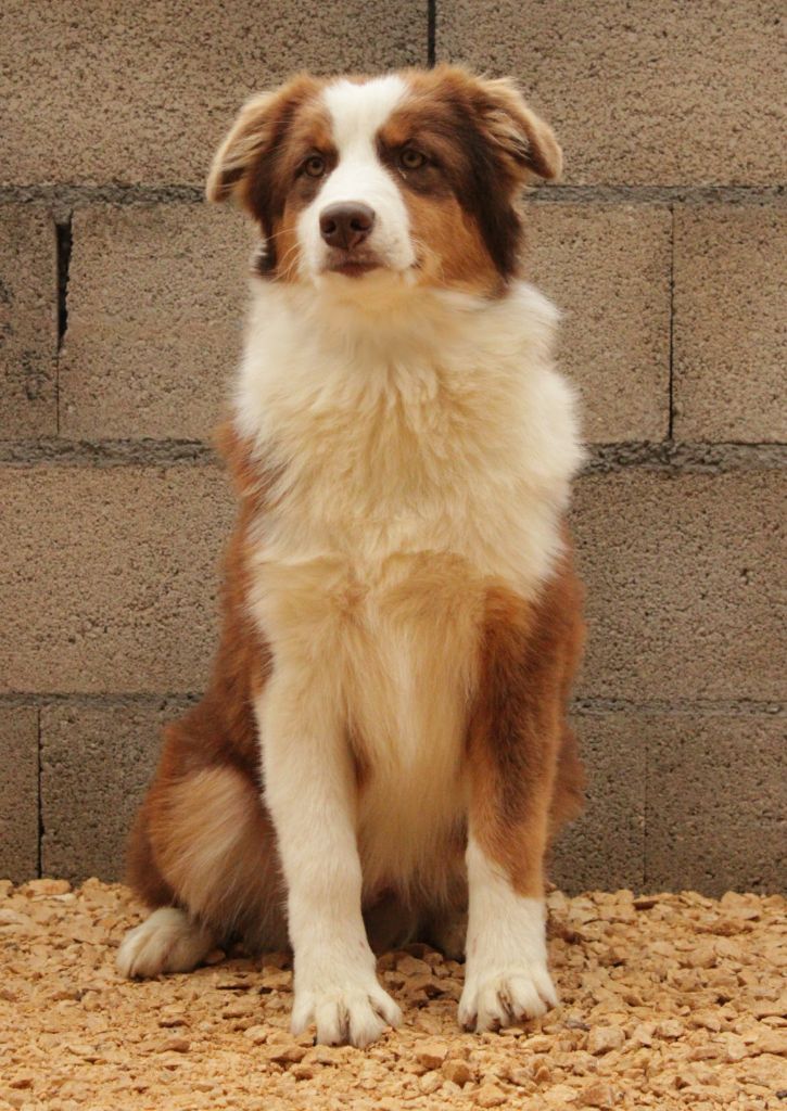 Berger Australien - Du Domaine Du Clos Australien