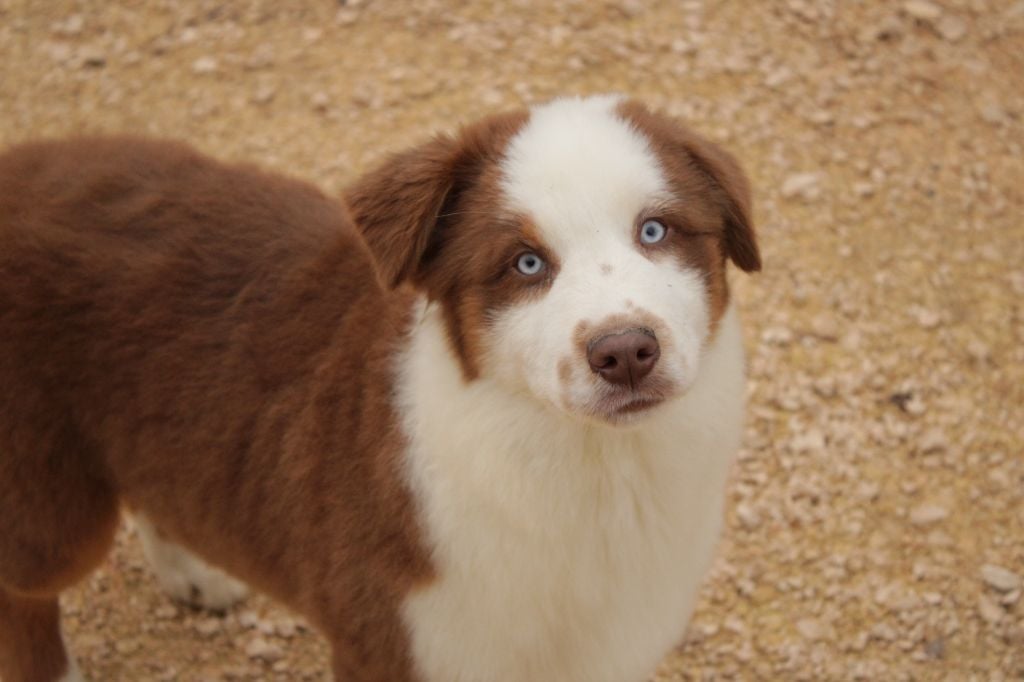 A native american mohaves