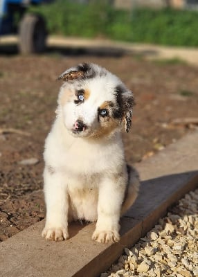 Les chiots de Berger Australien