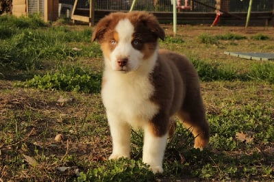 Les chiots de Berger Australien