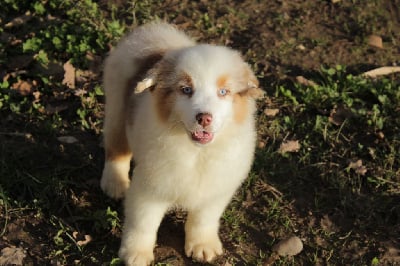 Les chiots de Berger Australien