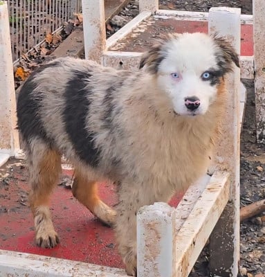 Les chiots de Berger Australien