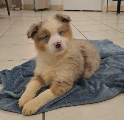 Les chiots de Berger Américain Miniature
