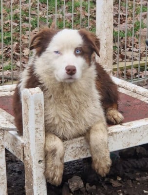 Les chiots de Berger Australien