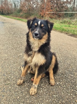 Les chiots de Berger Australien