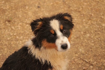 Les chiots de Berger Australien