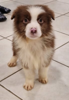 Les chiots de Berger Australien
