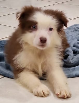 Les chiots de Berger Australien