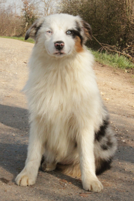 Les chiots de Berger Australien