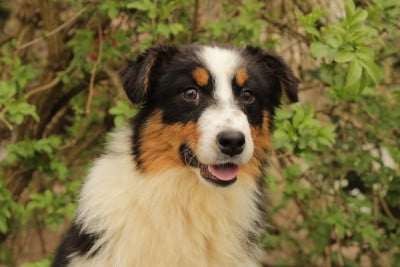 Les chiots de Berger Australien