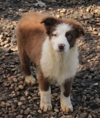 Les chiots de Berger Australien