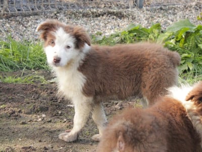 Les chiots de Berger Australien