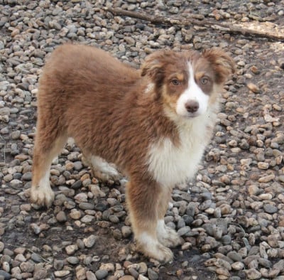 Les chiots de Berger Australien