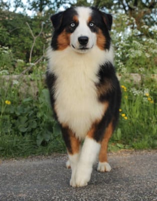 Les chiots de Berger Australien