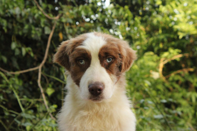 Les chiots de Berger Australien