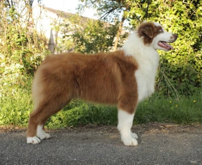 Les chiots de Berger Australien