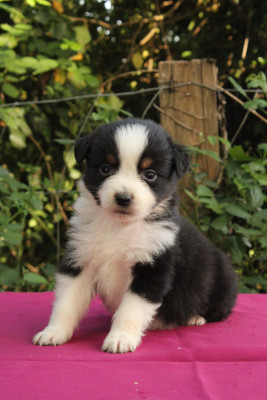 Les chiots de Berger Australien