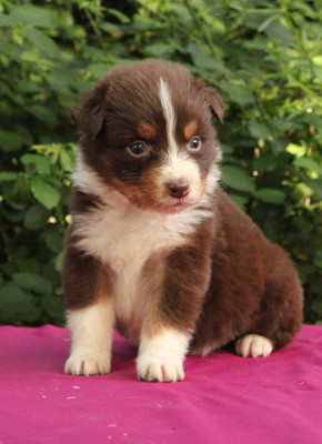 Les chiots de Berger Australien