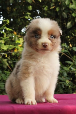 Les chiots de Berger Australien