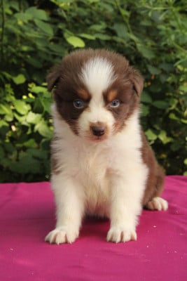 Les chiots de Berger Australien