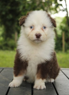 Les chiots de Berger Australien