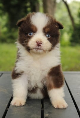 Les chiots de Berger Australien