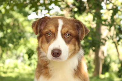 Les chiots de Berger Australien