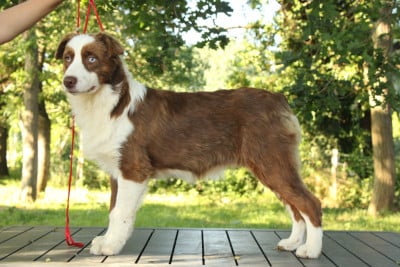 Les chiots de Berger Australien