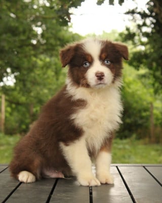 Les chiots de Berger Australien