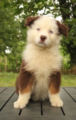 Les chiots de Berger Australien