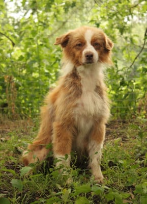 Les chiots de Berger Australien
