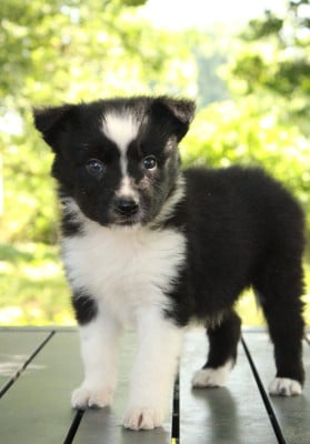 Les chiots de Berger Australien